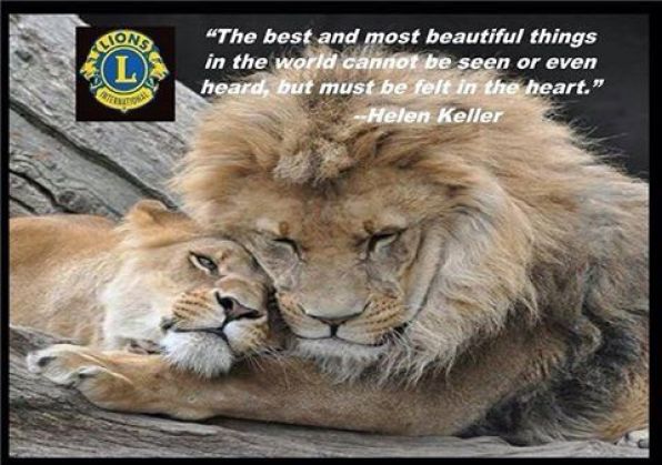 Lion Picture Lion Picture